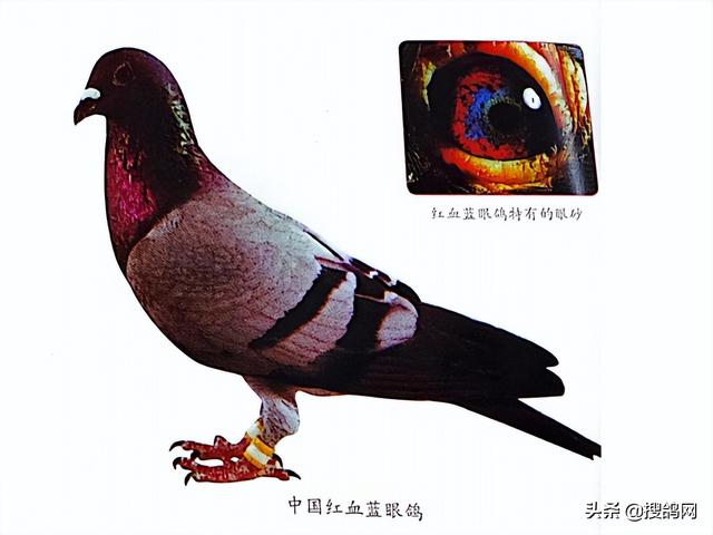 中国最贵十个鸽子大鼻子鸽子（中国最贵十个鸽子中国超远程鸽子）