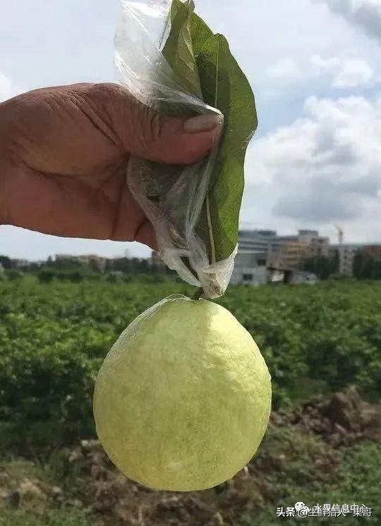 南方水果名称图片大全菠萝蜜（南方水果名称图片大全番荔枝）