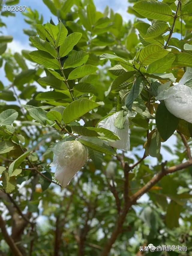 南方水果名称图片大全菠萝蜜（南方水果名称图片大全番荔枝）