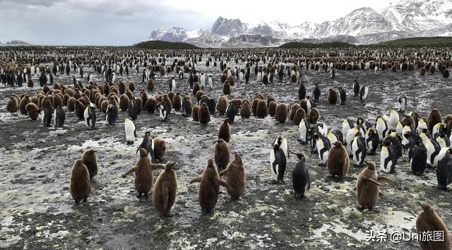 南极动物图片（南极动物有哪些图片）