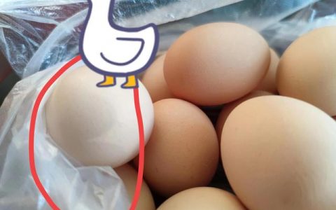 草鸡蛋多少钱一斤2020（现在草鸡蛋多少钱一斤）