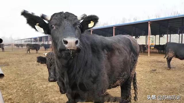 雪花牛肉多少钱一斤_（日本和牛雪花牛肉多少钱一斤）