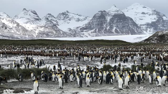 南极动物图片（南极动物有哪些图片）