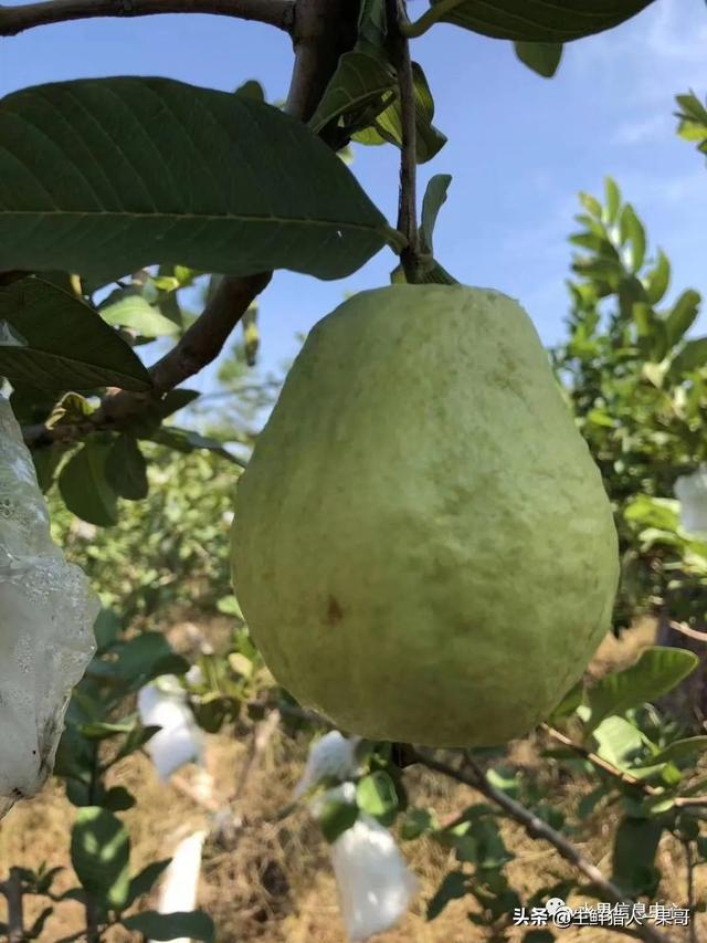 南方水果名称图片大全菠萝蜜（南方水果名称图片大全番荔枝）