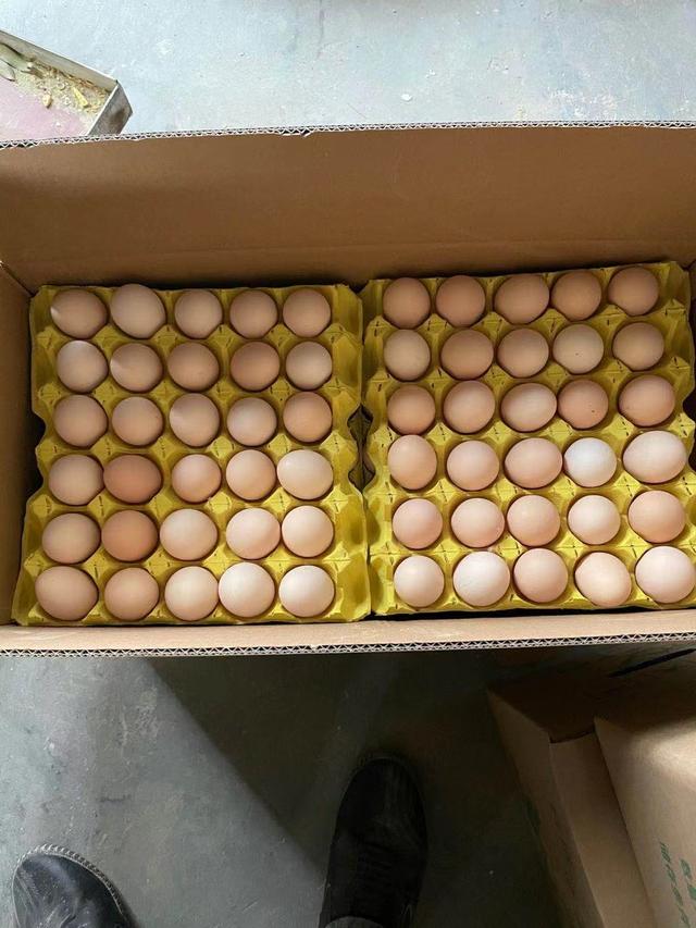 正规回收养鸡的厂家有吗（公司提供养鸡技术公司回收真的吗）