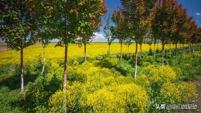 野生板蓝根植株图片（板蓝根图片 植物图片）