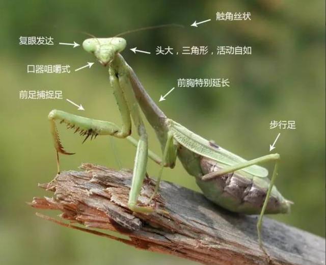 螳螂的前足图片