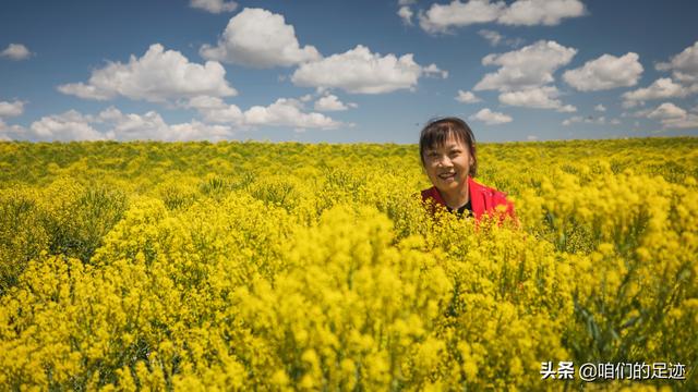 野生板蓝根植株图片（板蓝根图片 植物图片）