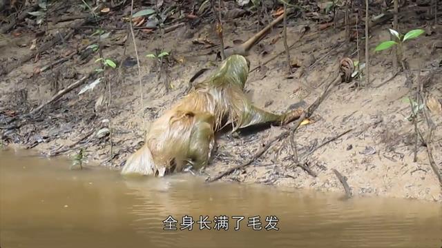 树懒的动物图片（有一种动物叫做树懒图片）