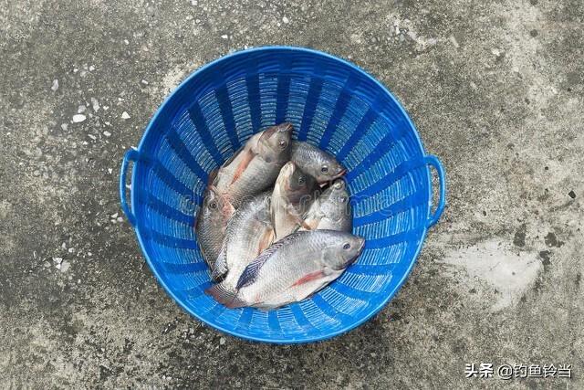 银鳕鱼市场价格多少钱一斤（淡水鳕鱼价格多少钱一斤）
