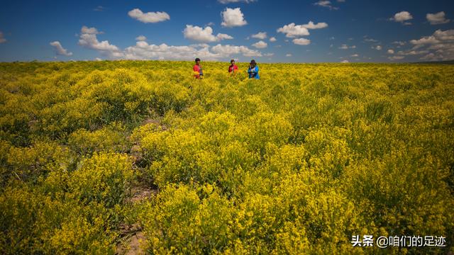 野生板蓝根植株图片（板蓝根图片 植物图片）