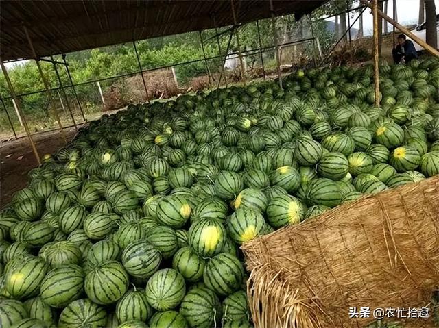 今天甜王西瓜多少钱一斤（甜王西瓜价格）
