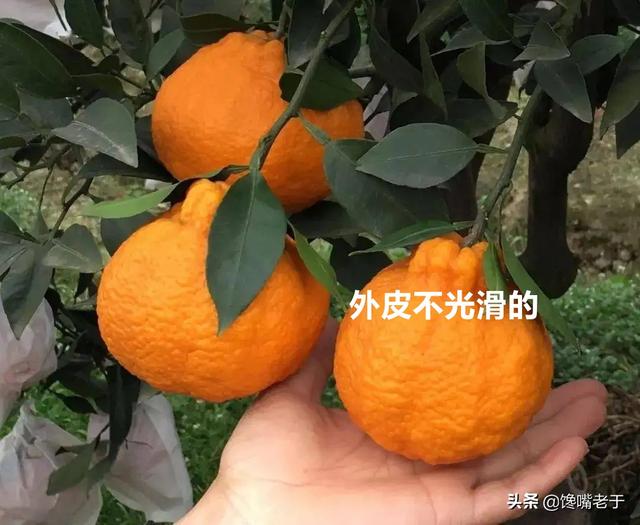 丑橘是几月份的水果（丑橘是哪里的水果）