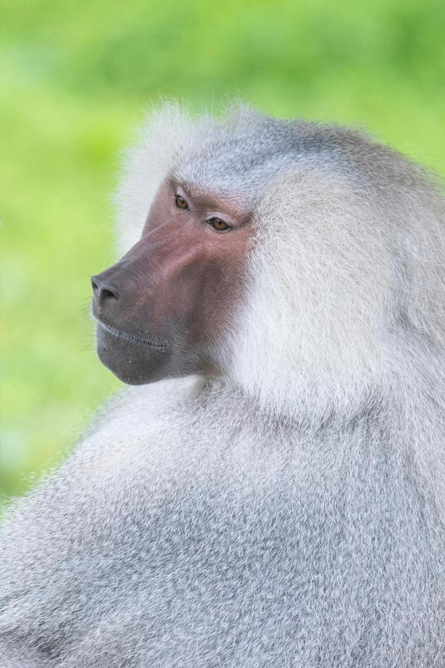 黑猩猩的尾巴图片