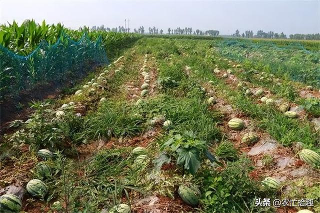 今天甜王西瓜多少钱一斤（甜王西瓜价格）