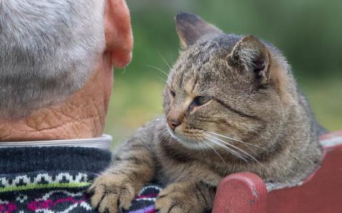 猫的寿命相当于人类的几岁，猫的寿命一年是人的多少岁？