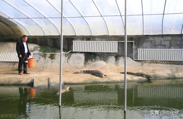 农村5个药材种植致富项目（农村种植药材致富项目）