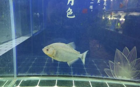 蛋白虫养殖是骗局吗_我想养蛋白虫有风险吗（网上说的蛋白虫养殖是真的吗）
