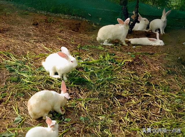 养殖兔子的成本与利润分析（养兔子利润怎么样养兔子要多少成本）