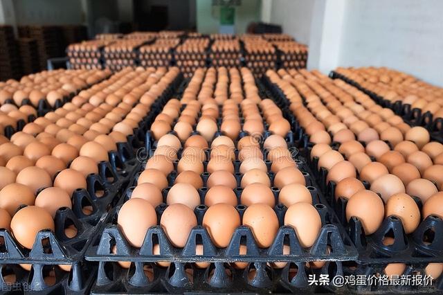 中国禽病网今日鸡蛋价格报价2022（中国禽病网今日鸡蛋价格报价2019年4月25日阜阳市）