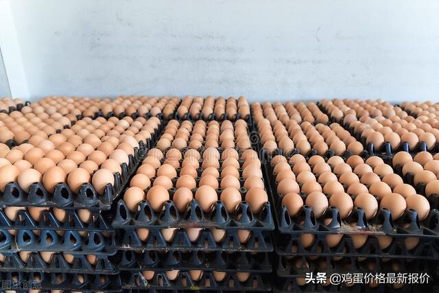 中国禽病网今日鸡蛋价格报价2022（中国禽病网今日鸡蛋价格报价2019年4月25日阜阳市）