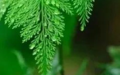 司务长是什么级别军衔，司务长和指导员哪个级别高？