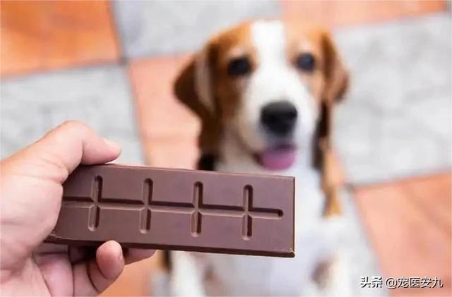 狗能吃巧克力吗吃了会死吗，狗吃了巧克力肯定会死吗？