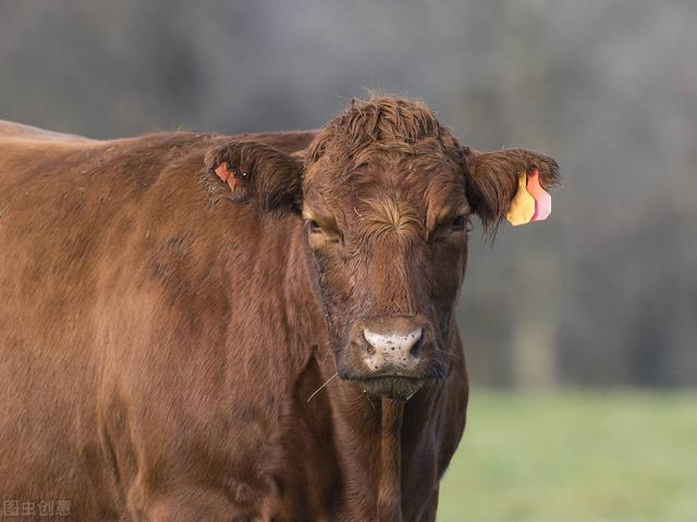 养牛场项目可行性研究报告2020，养牛场项目可行性研究报告？