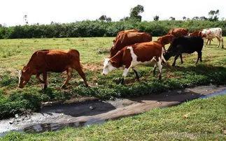 养牛场项目可行性研究报告2020，养牛场项目可行性研究报告？