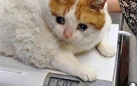 小说_程序，小说app开发教程？