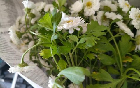 花的美句朋友圈英文简短，花的美句朋友圈英文怎么说？