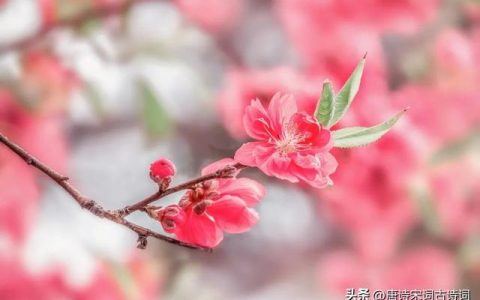 桃花发朋友圈唯美的句子简短，桃花发朋友圈唯美的句子简短一点？