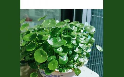 插花朋友圈写什么内容，插花花语发朋友圈？