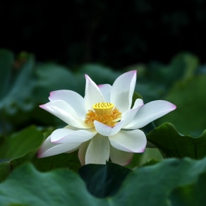 高級朋友圈文案，高級朋友圈文案簡短？